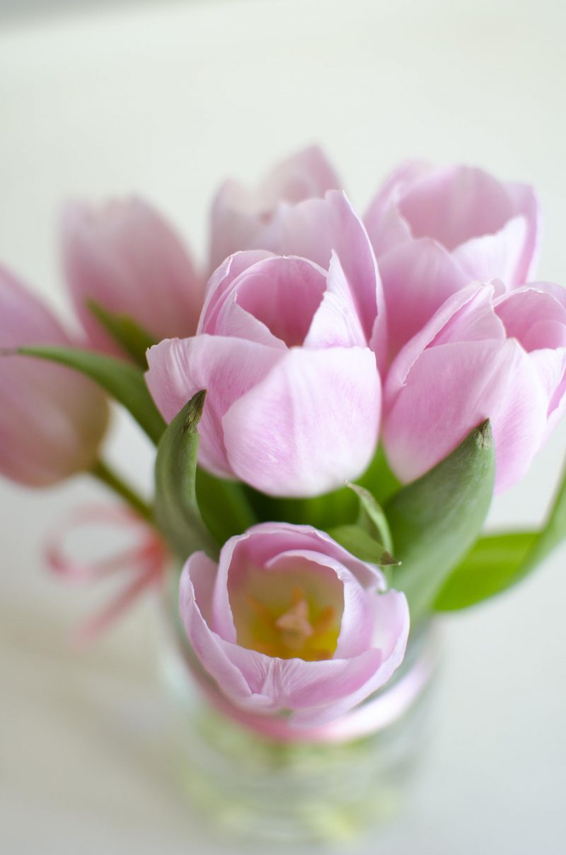 pink tulips