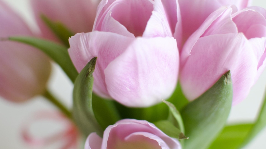 pink tulips