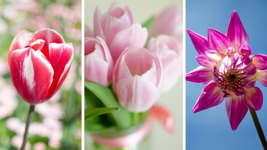 hidden-flower-meanings