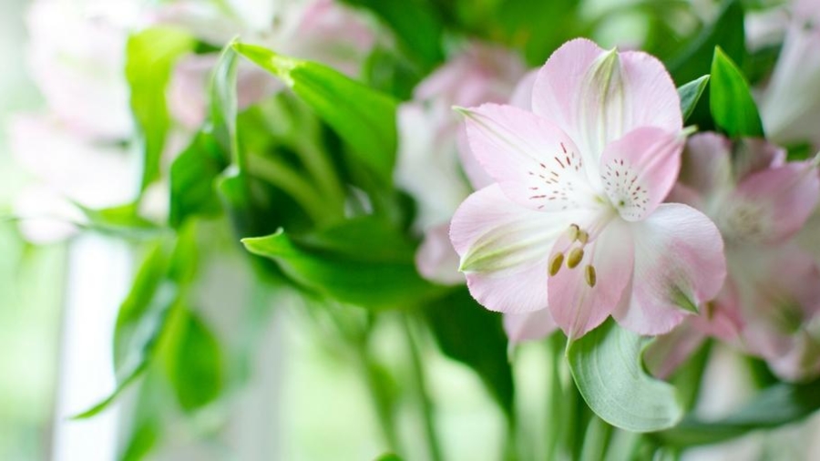 keeping home and garden safe