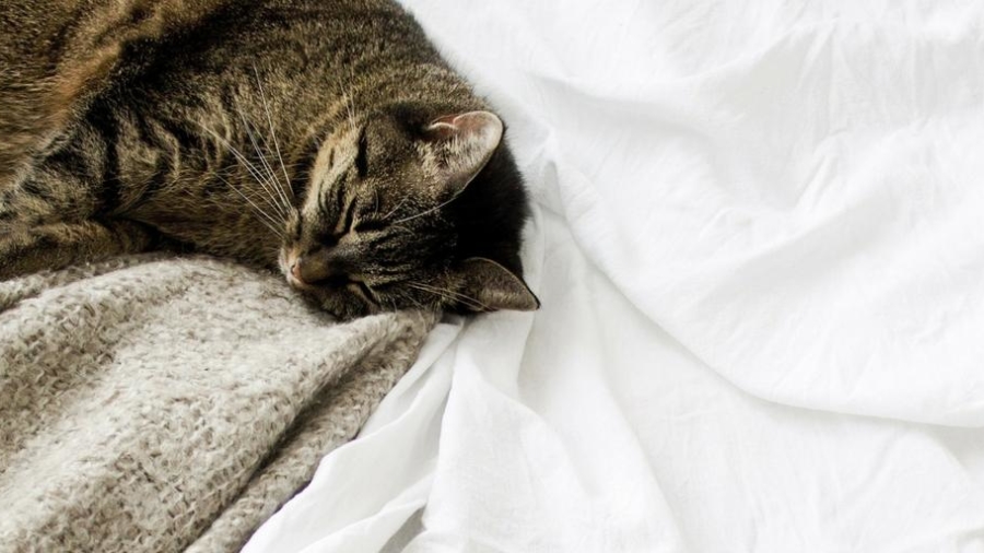 cat sleeping on bed
