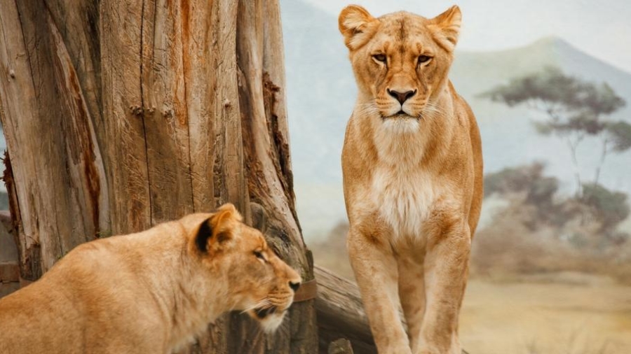 african animals