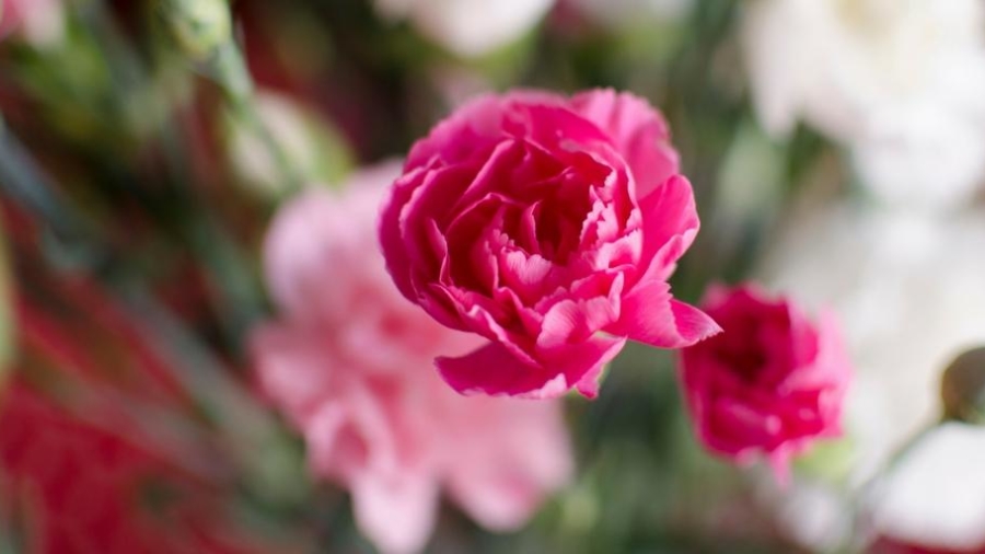 bright pink flower
