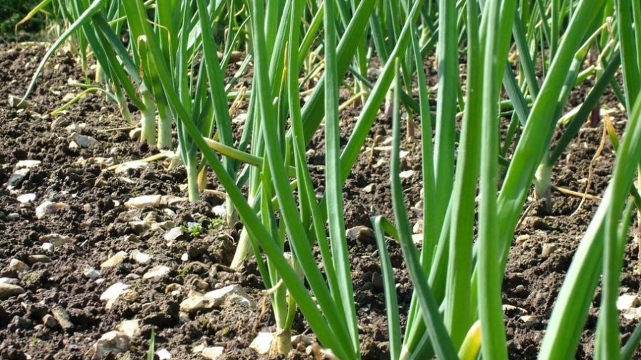 sowing seeds guide for beginners