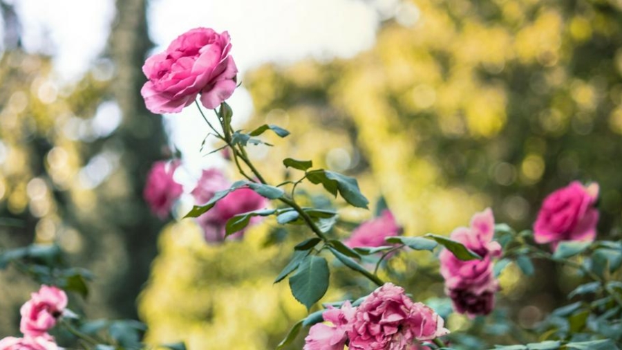 how get your garden summer ready
