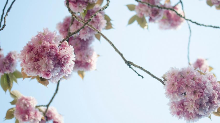 Living with dementia