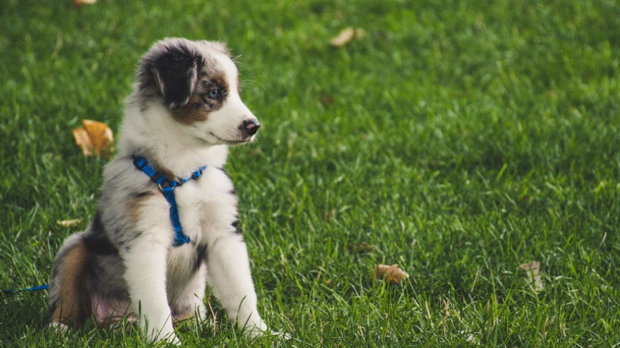 Buying vs adopting a family dog