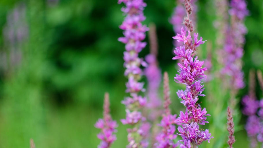How nature can boost our health and wellbeing