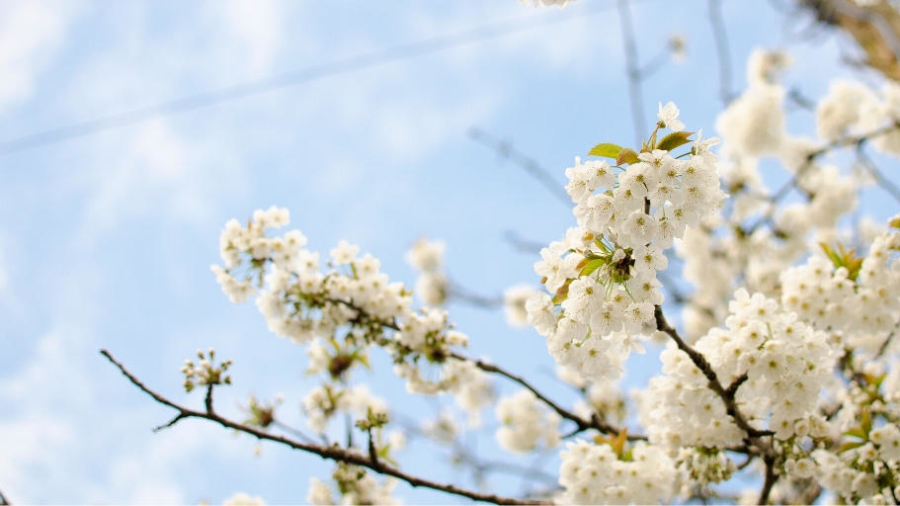 Protect family health spring