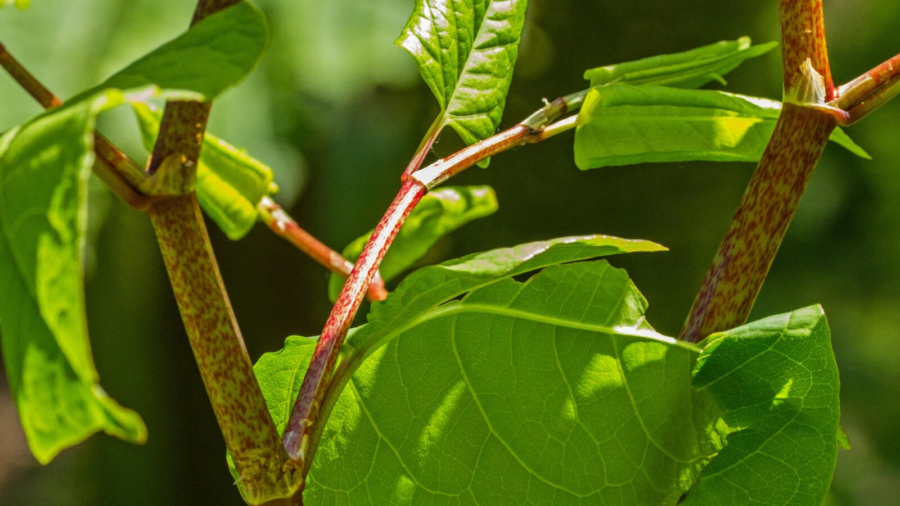 _Japanese knotweed_ things every homeowner should know