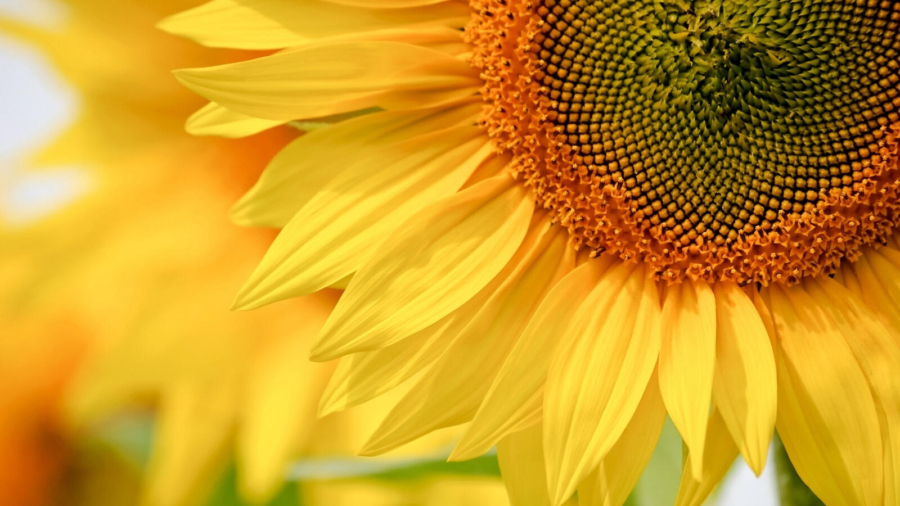 Importance of Vitamin D for keeping the whole family healthy