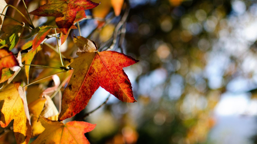 Tips for an amazing autumn photo walk