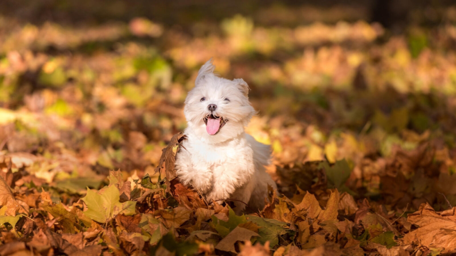 Why your dog should eat liver as part of their diet