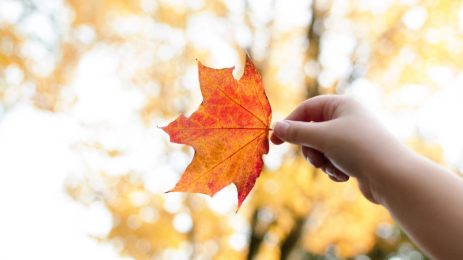 autumn leaf ordinary moments