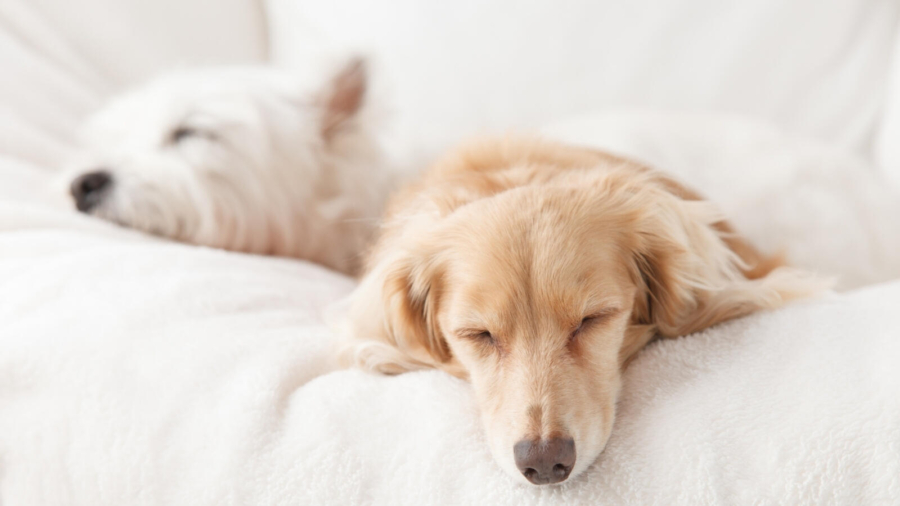 supplements you should start feeding your dog