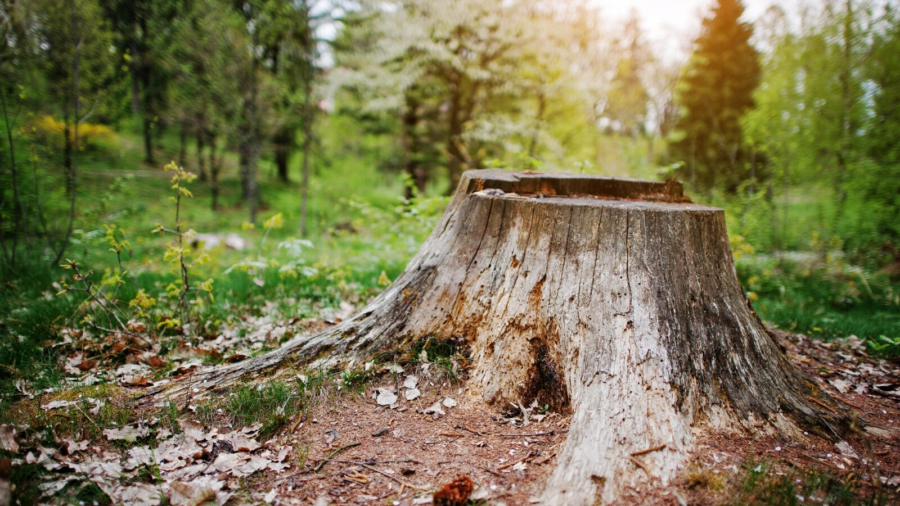 What you can do with a tree stump in your garden