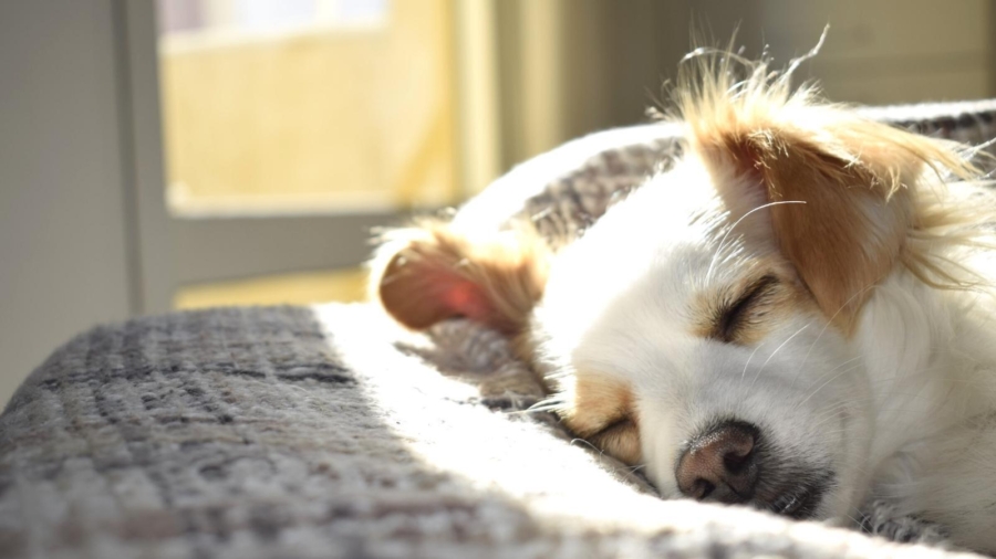 Ensure your family dog is happy and healthy