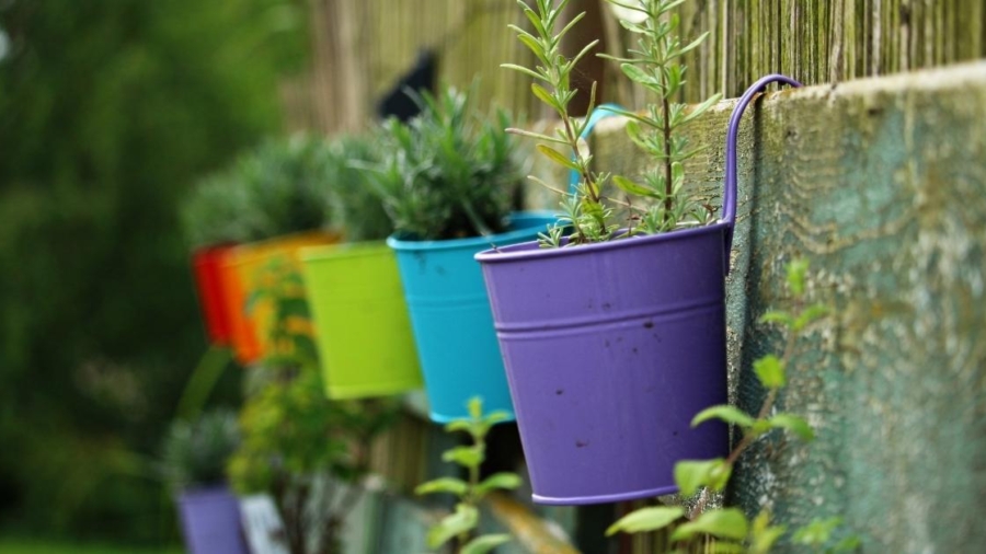 Spring gardening tips
