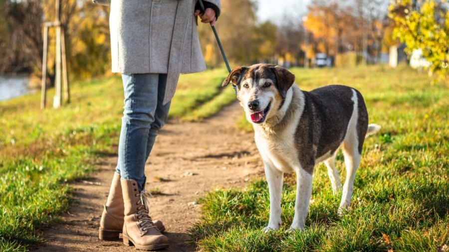 Why a dog walking service is good for you and your dog