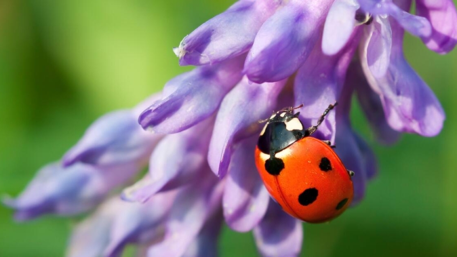 How to stay safe from bugs in your garden