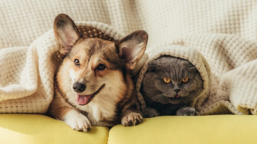 Pet parenting 101