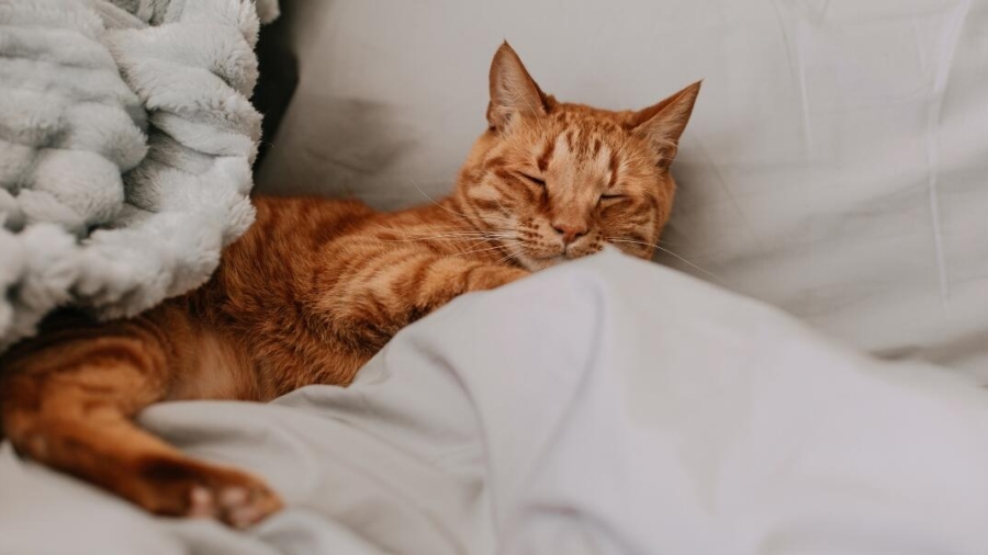 cat as a pet