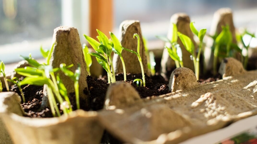 Grow Your Own Superfoods at Home