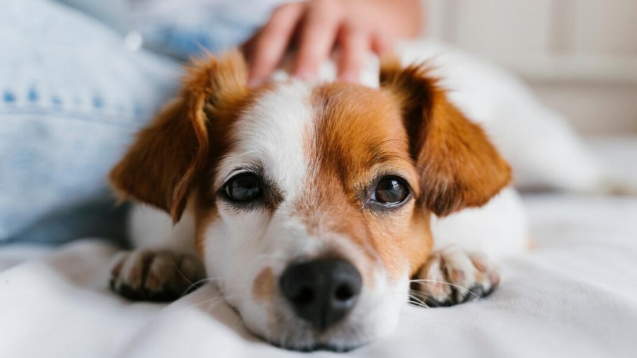 family pet