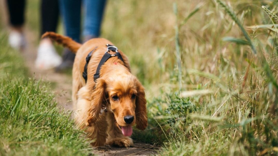 Dog Behaviour Changes Outside the House